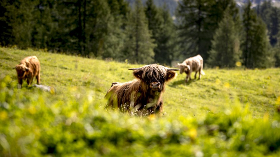 Weidevieh auf der Tauplitzalm (c) TVB Ausseerland - Salzkammergut | Tom Lamm Weidevieh auf der Tauplitzalm (c) TVB Ausseerland - Salzkammergut | Tom Lamm
